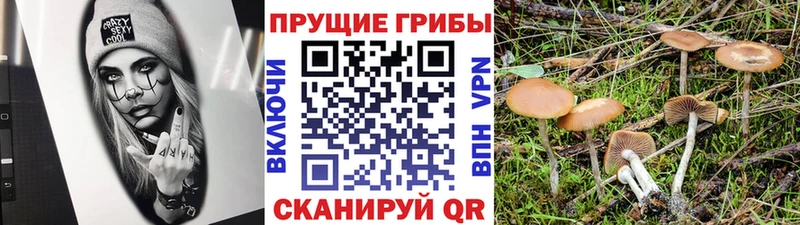 Псилоцибиновые грибы мицелий  Верхняя Пышма 